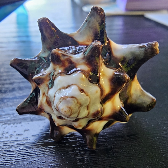 Artisan Jewelry - Carved Natural Shell Ring Brown and Cream Women's Appx Size 7